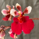 Tolumnia Jairak Flyer 'Red Cherry'